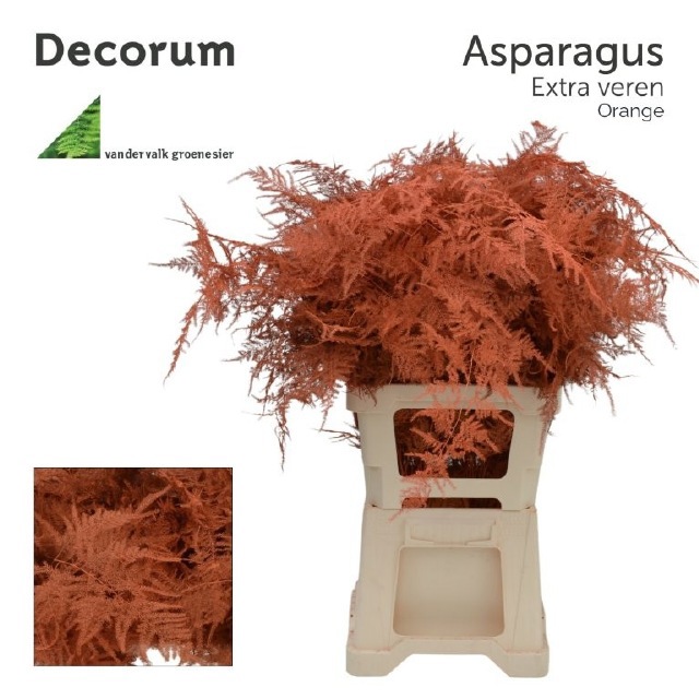 Аспарагус Овериг Крашеный (краш. ) 65, шт.