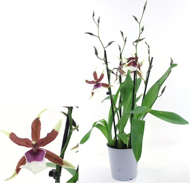 Beallara Eurostar 2-tak, D 12 cm