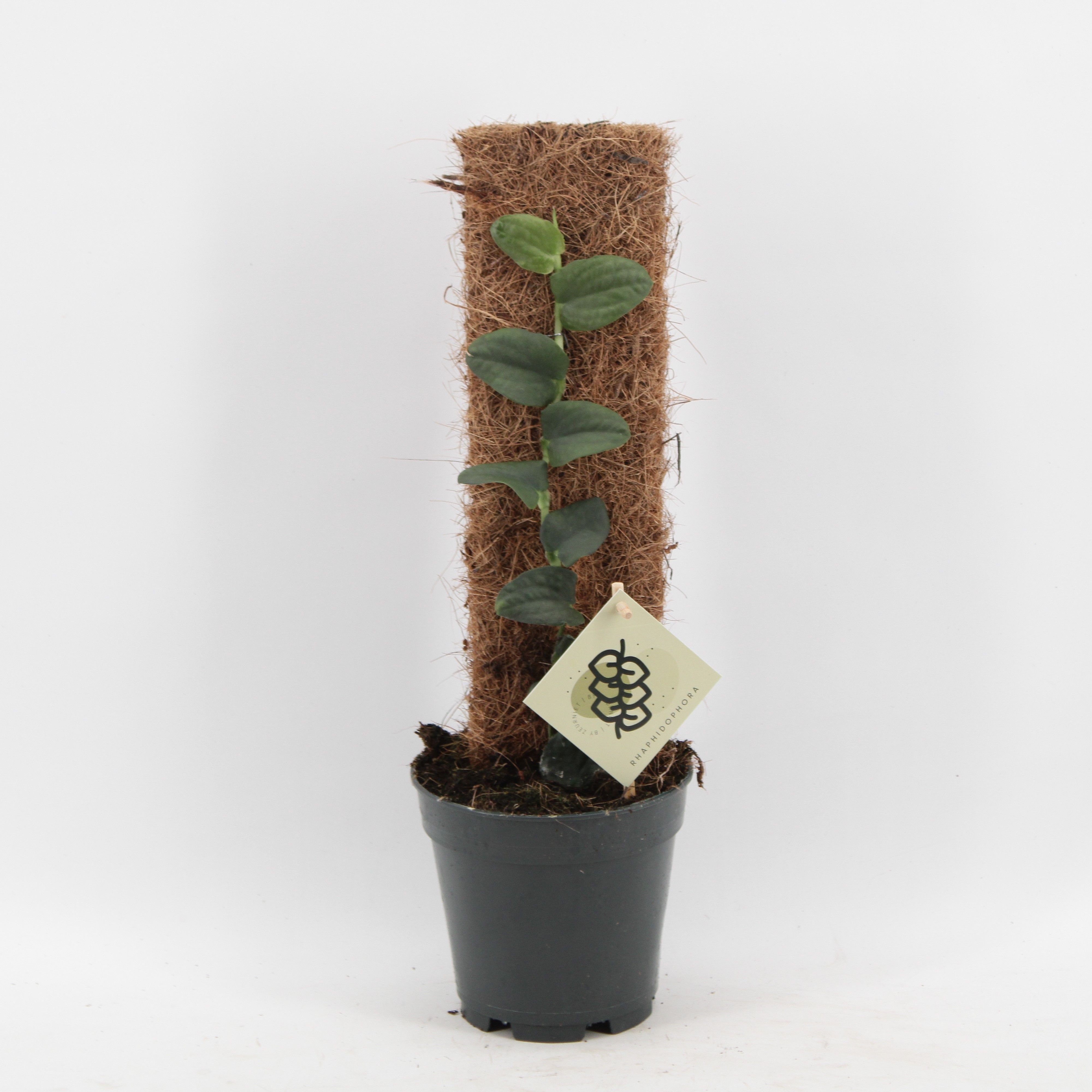 Rhaphidophora Tenius, D 14