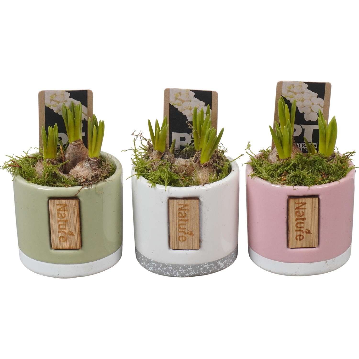 PTWMB8153 Arrangement Muscari White in keramiek pot, D 7