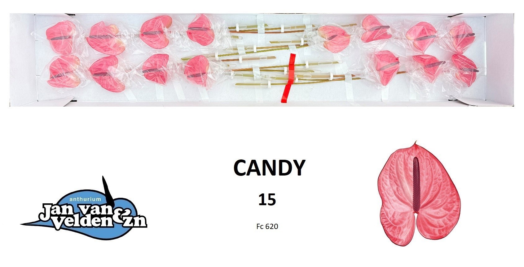 Антуриум Кeнди (светло-роз.) x15, шт.