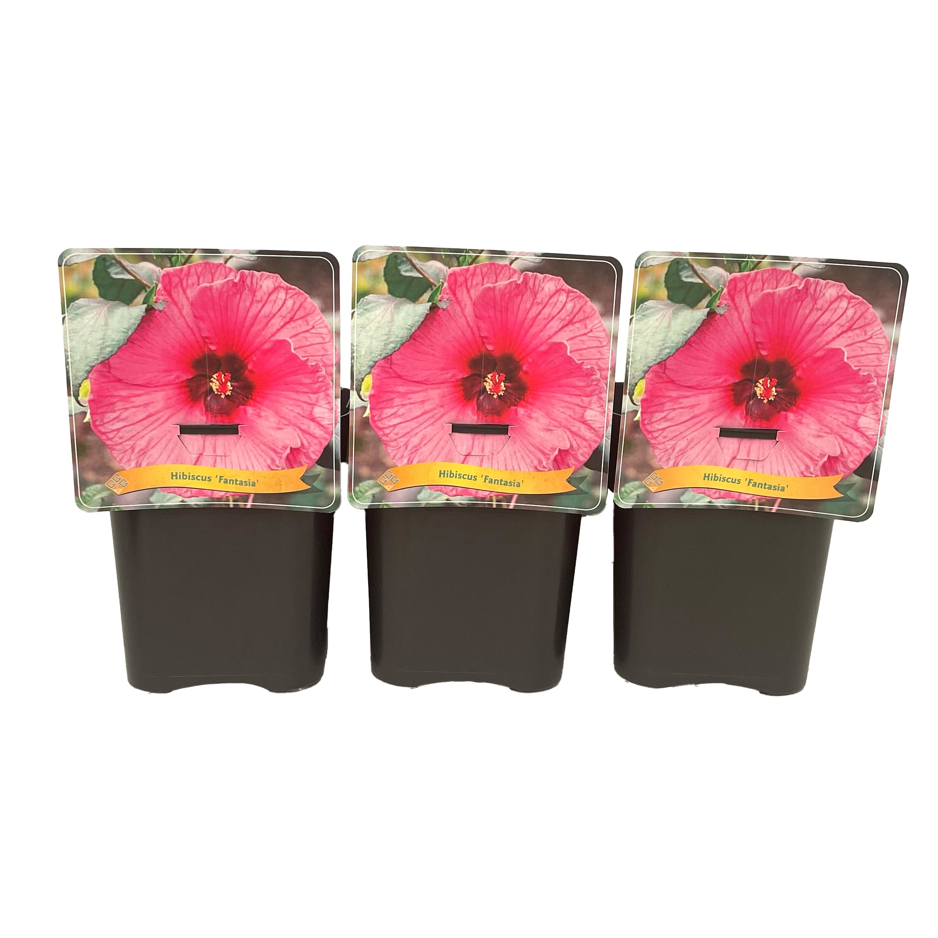 Hibiscus 'Fantasia' C5, D 21