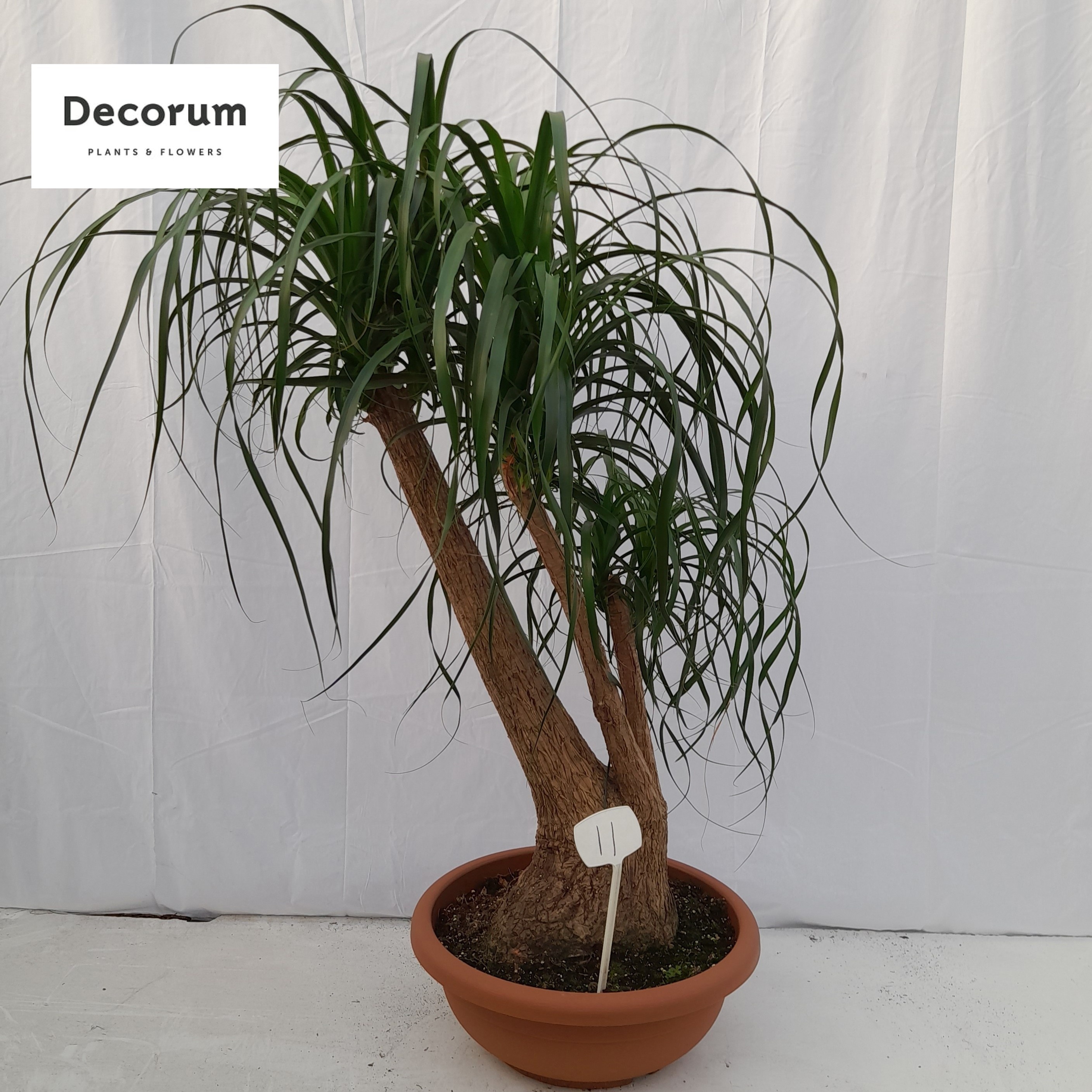 Beaucarnea vertakt op nummer 11, D 55
