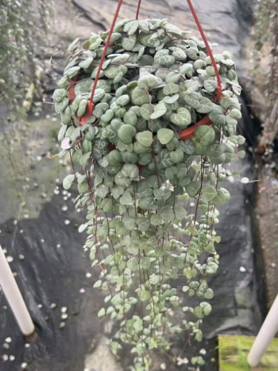 Суккулент 140 Винес оф Лове 14 28