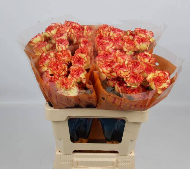 Диантус од. Диего, шт.