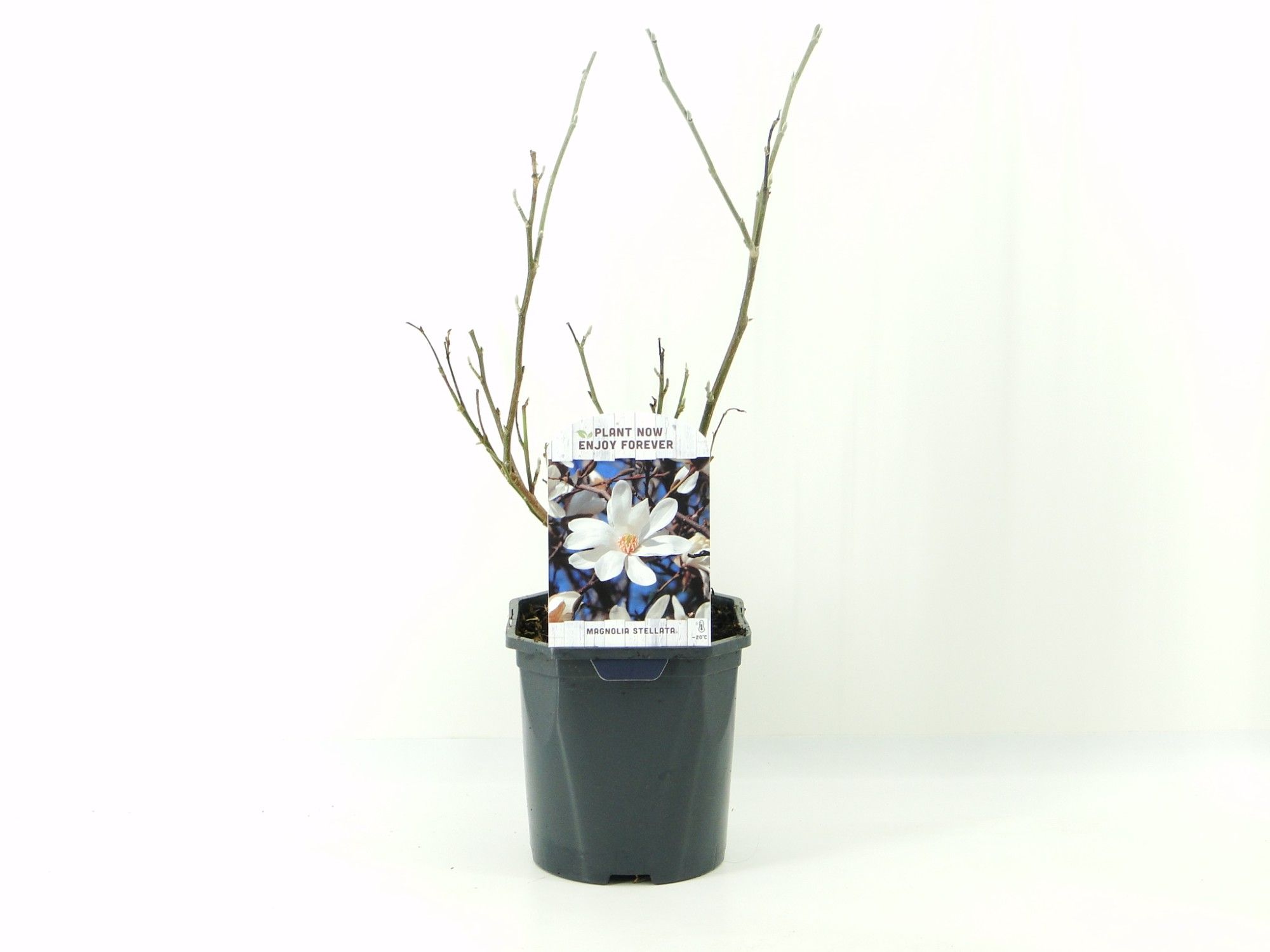 Magnolia Stellata, D 17