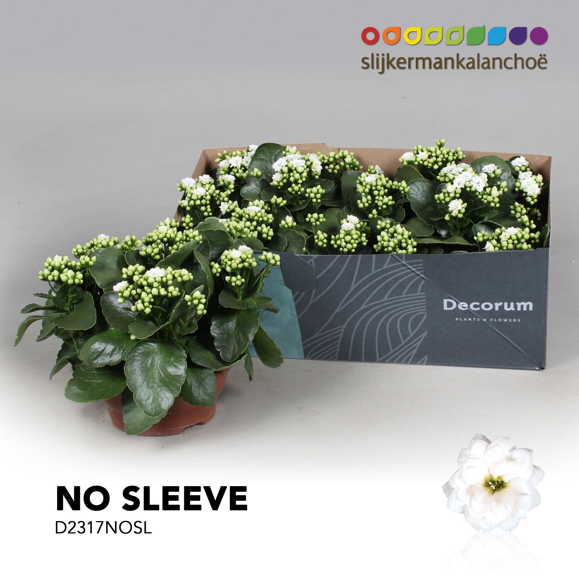 Kalanchoe No Sleeve - White, D 23