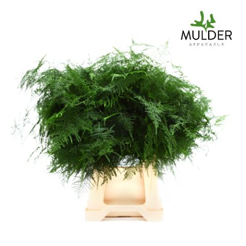 Аспарагус Сетацеус 50, шт.