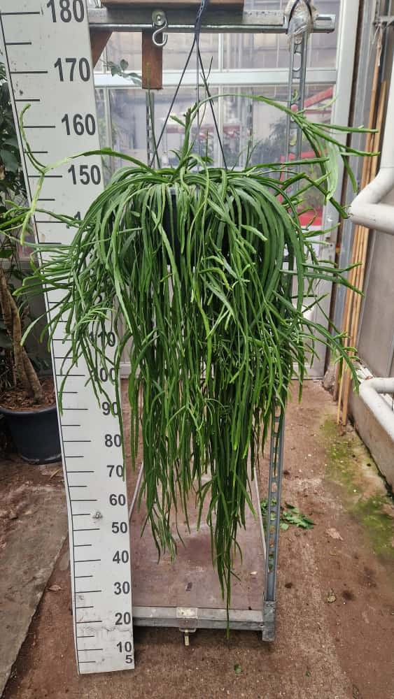 Lepismium bolivianum hangplant XL, D 25 cm