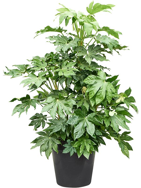 Fatsia japonica (140-160), D 45