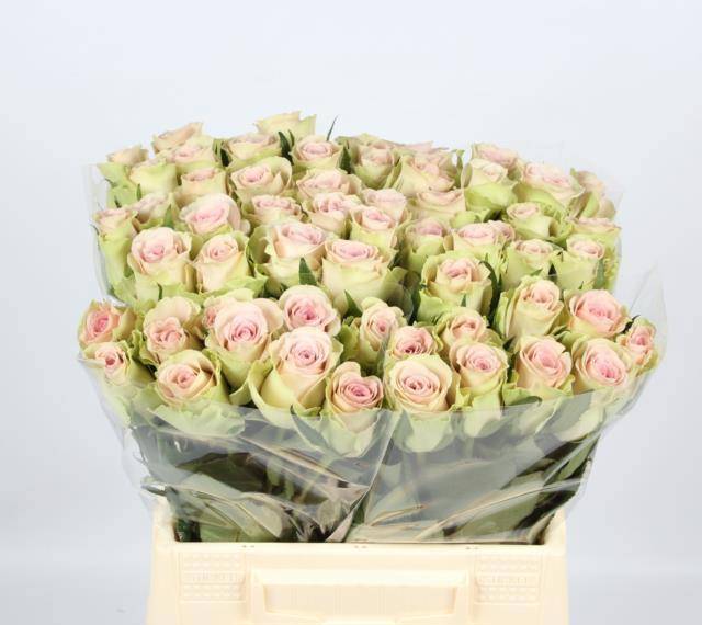 Роза од. Тривиа 40, шт.