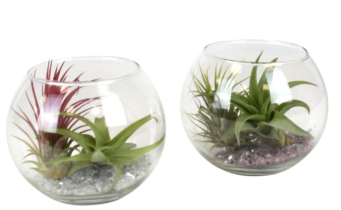 tillandsia glas bol medium, D 12