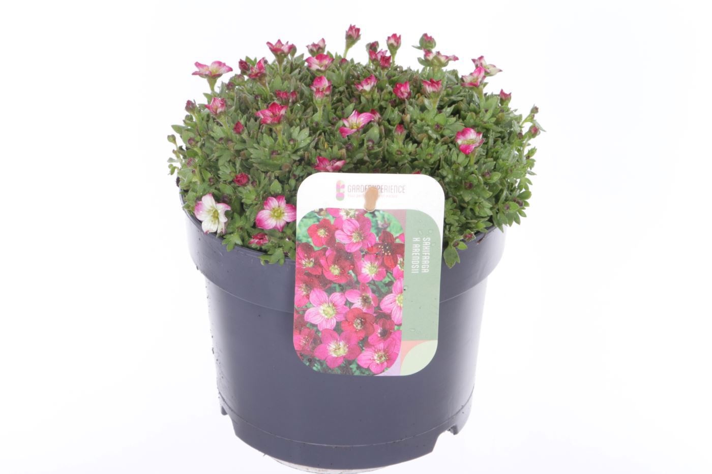 Saxifraga Alpino Early Picotee, D 17