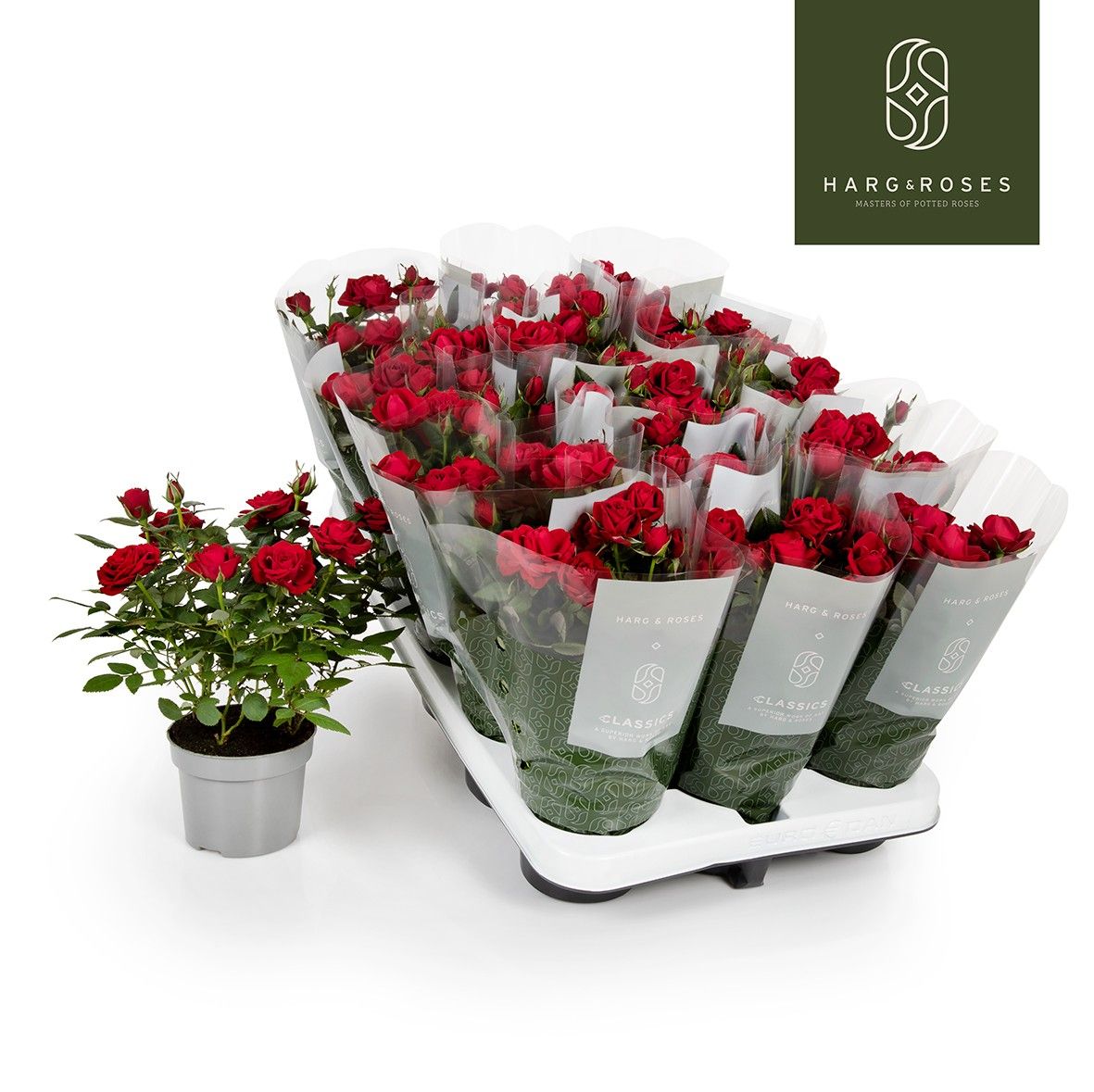 Rosa Kordana Apache, D 10,5