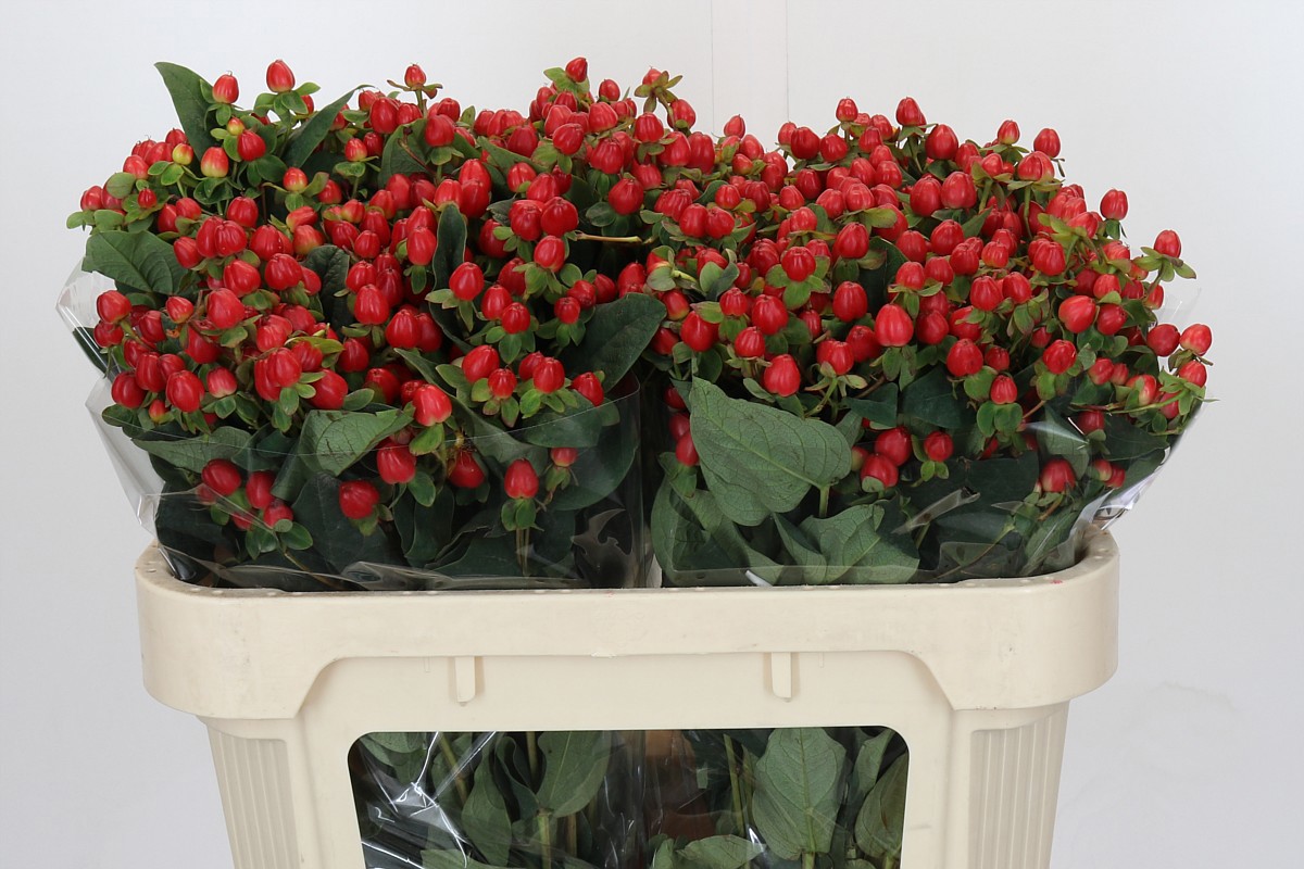 Гипперикум Мэджикал Триумф 70 (красн.), шт.