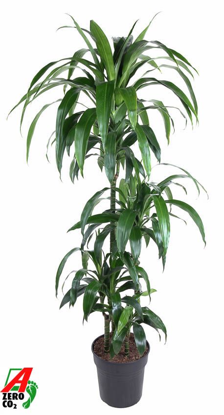 Dracaena Janet Craig 90-60-30-15, D 27 cm
