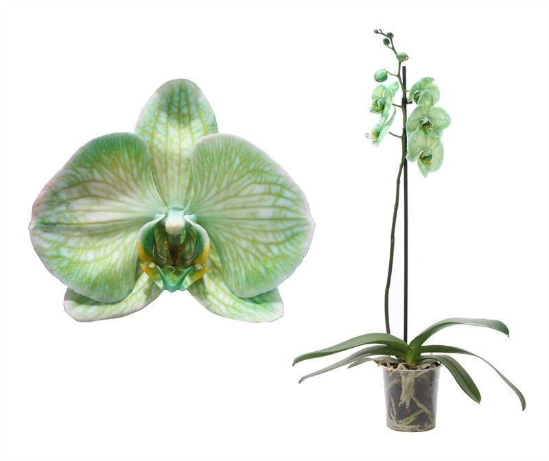 Phal I am Green 1T09+, D 12 cm