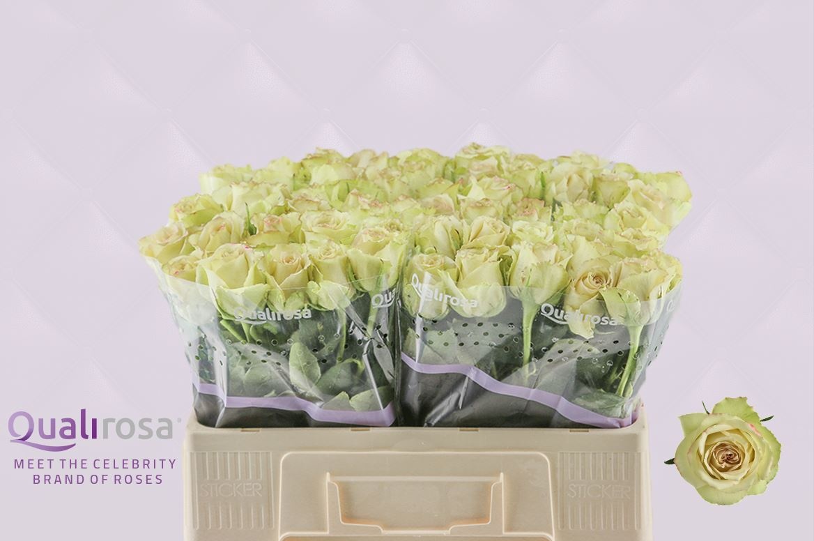 Роза од. Гипноз 50, шт.