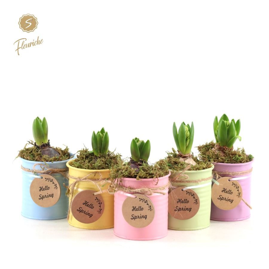 (1400) Hyacint Hello Spring [M] 1PP Mos, D 10