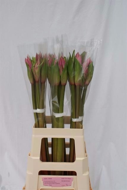 Амаркринум Овериг 70, шт.