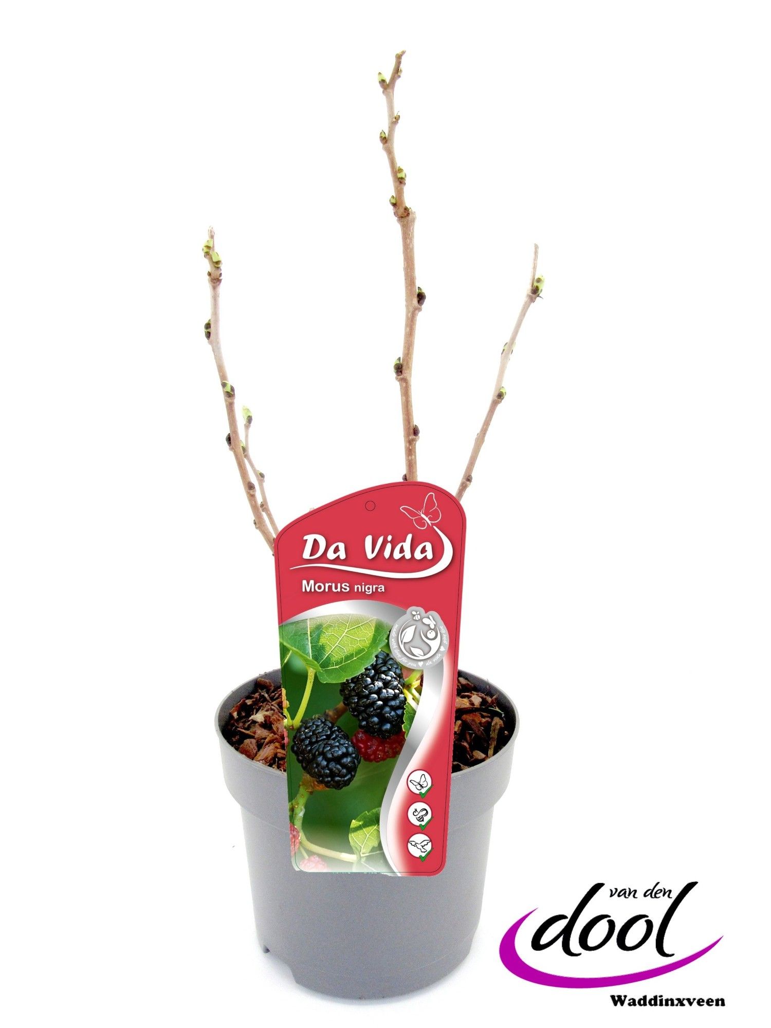 Morus nigra, D 19 cm