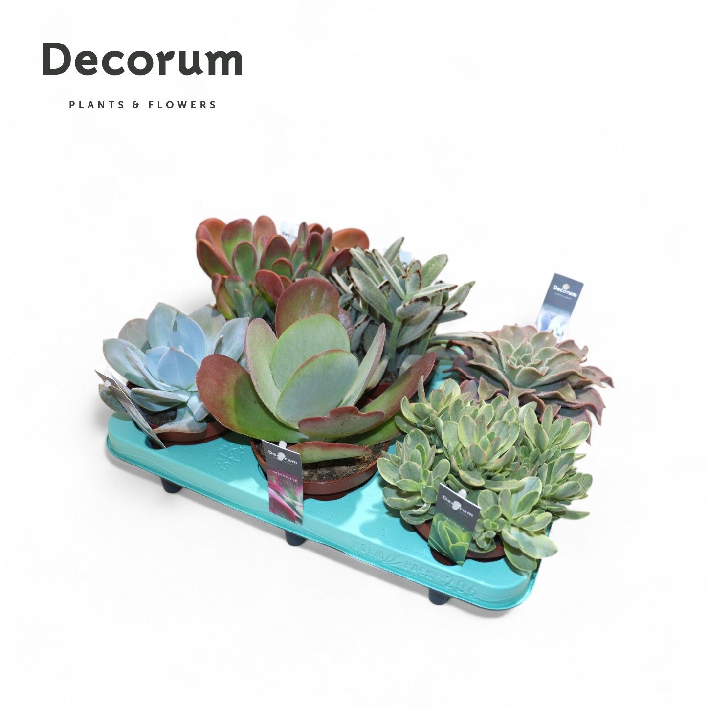 Succulenten Mix (decorum), D 12