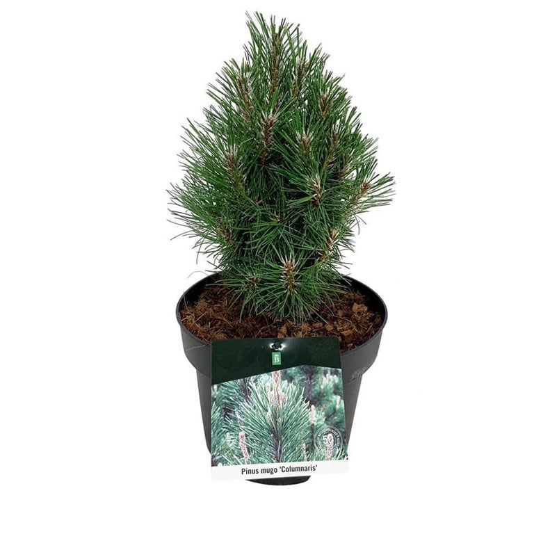 Pinus mugo 'Columnaris', D 21