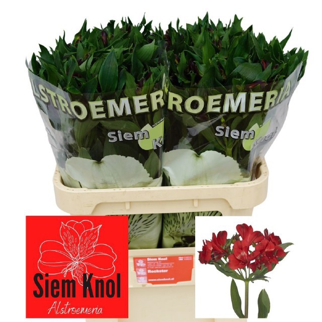 Альстромерия Рокстар (красн.), шт.