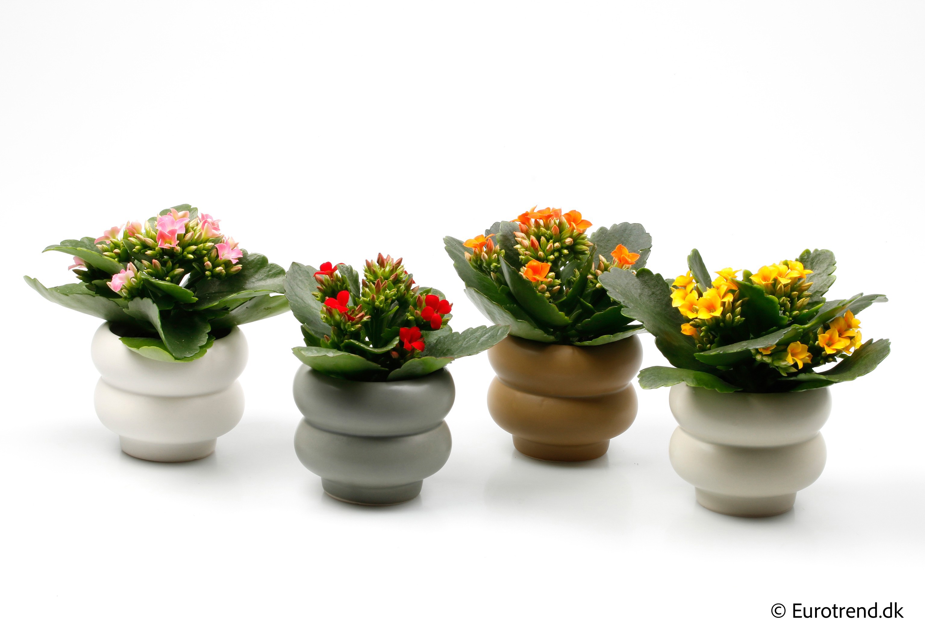 Kalanchoe in New Look ceramic 2026, D 6