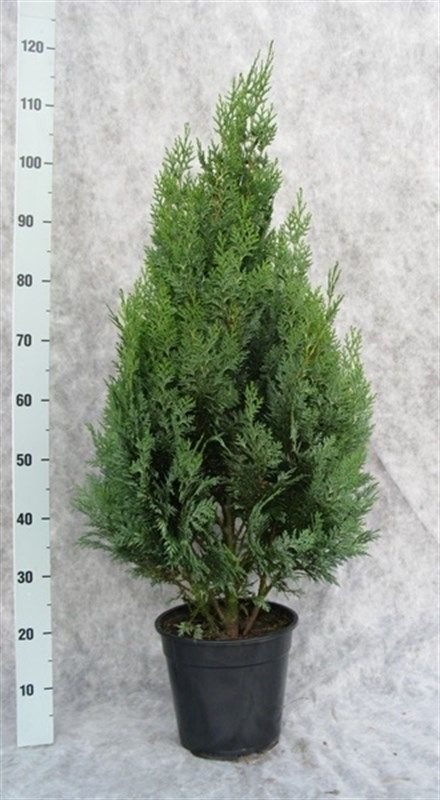 Chamaecyparis lawsoniana 'White Spot', D 24