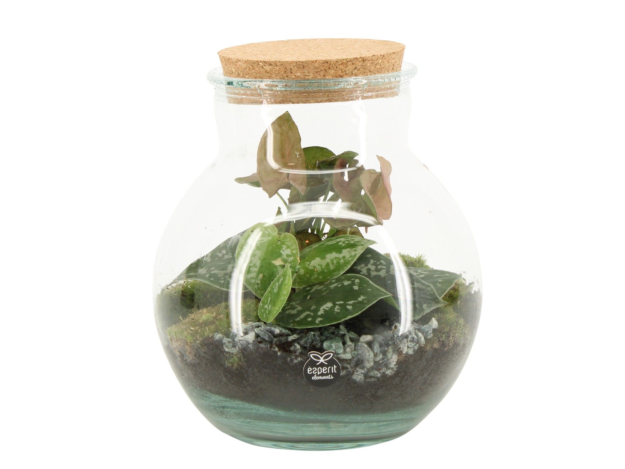 90799: Terrarium arrangement, D 20
