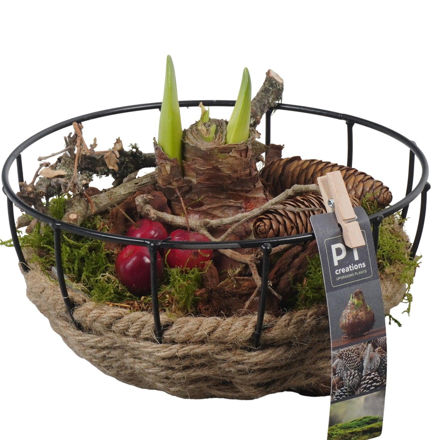 PTAA7559 Arrangement Amaryllis in touw mand met metaal, D 20 cm