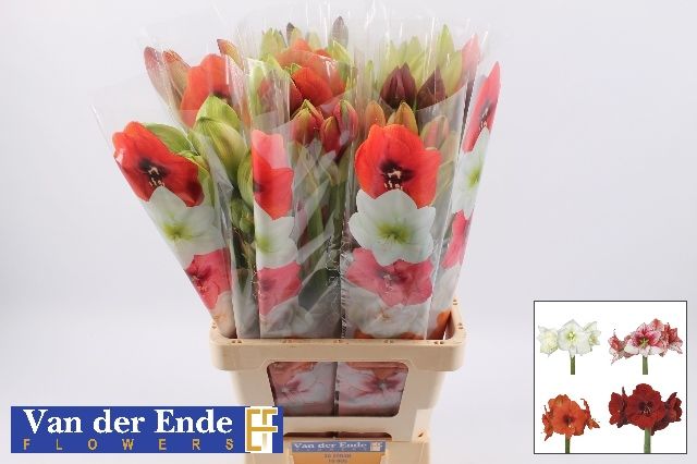 Амарилис Микс, шт.