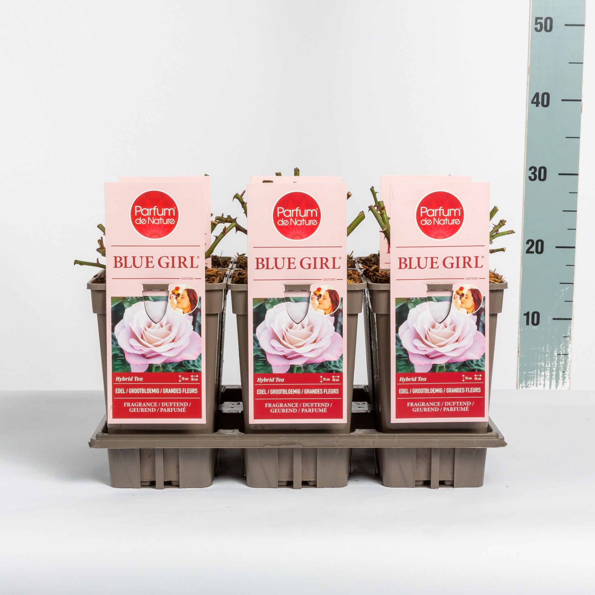 Rosa Blue Girl ® 'Parfum de Nature', C3, D 17 cm