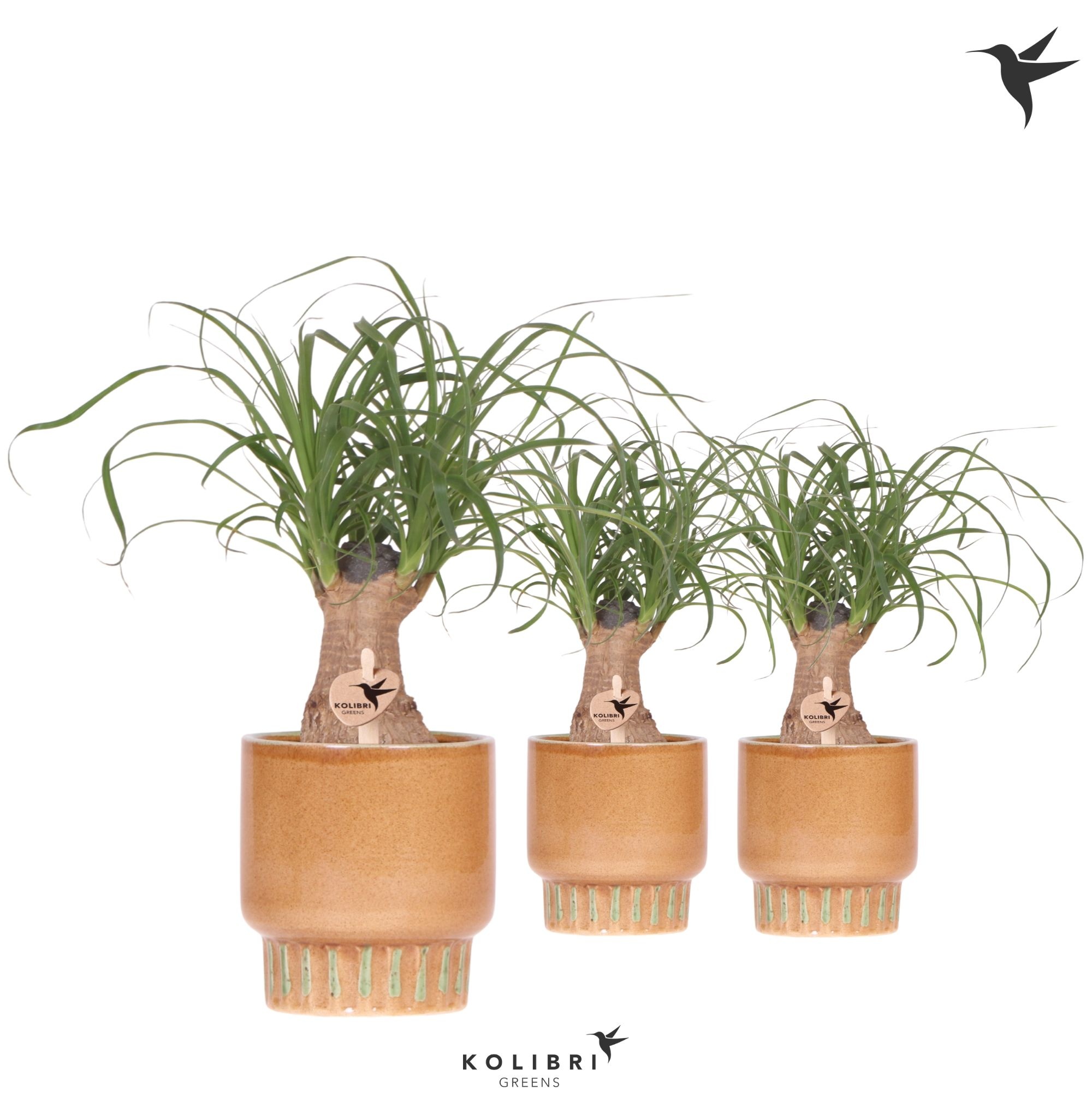 Kolibri Greens Beaucarnea in Bold pot cognac, D 9