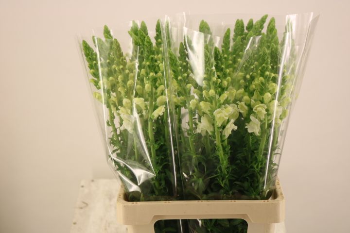 Антирринум Потомак Вайт (бел.), шт.