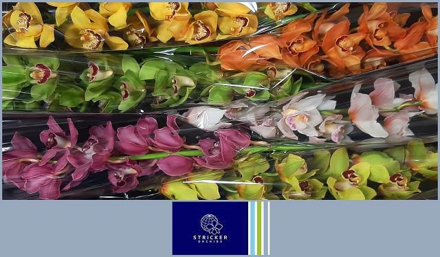 Цимбидиум Микс 80 x6, шт.