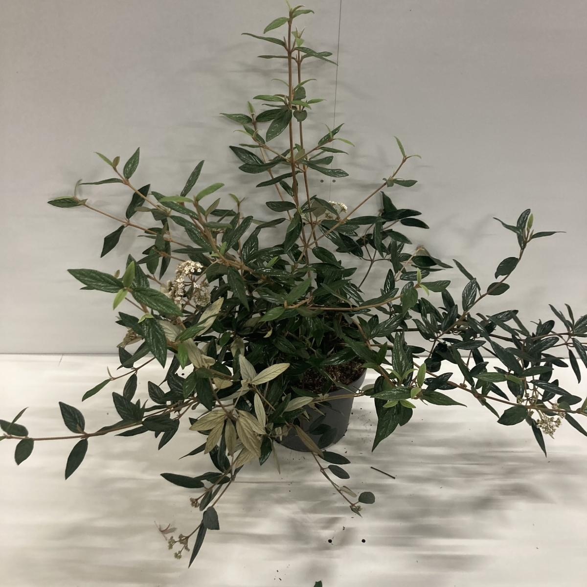 Viburnum 'Pragense', D 31