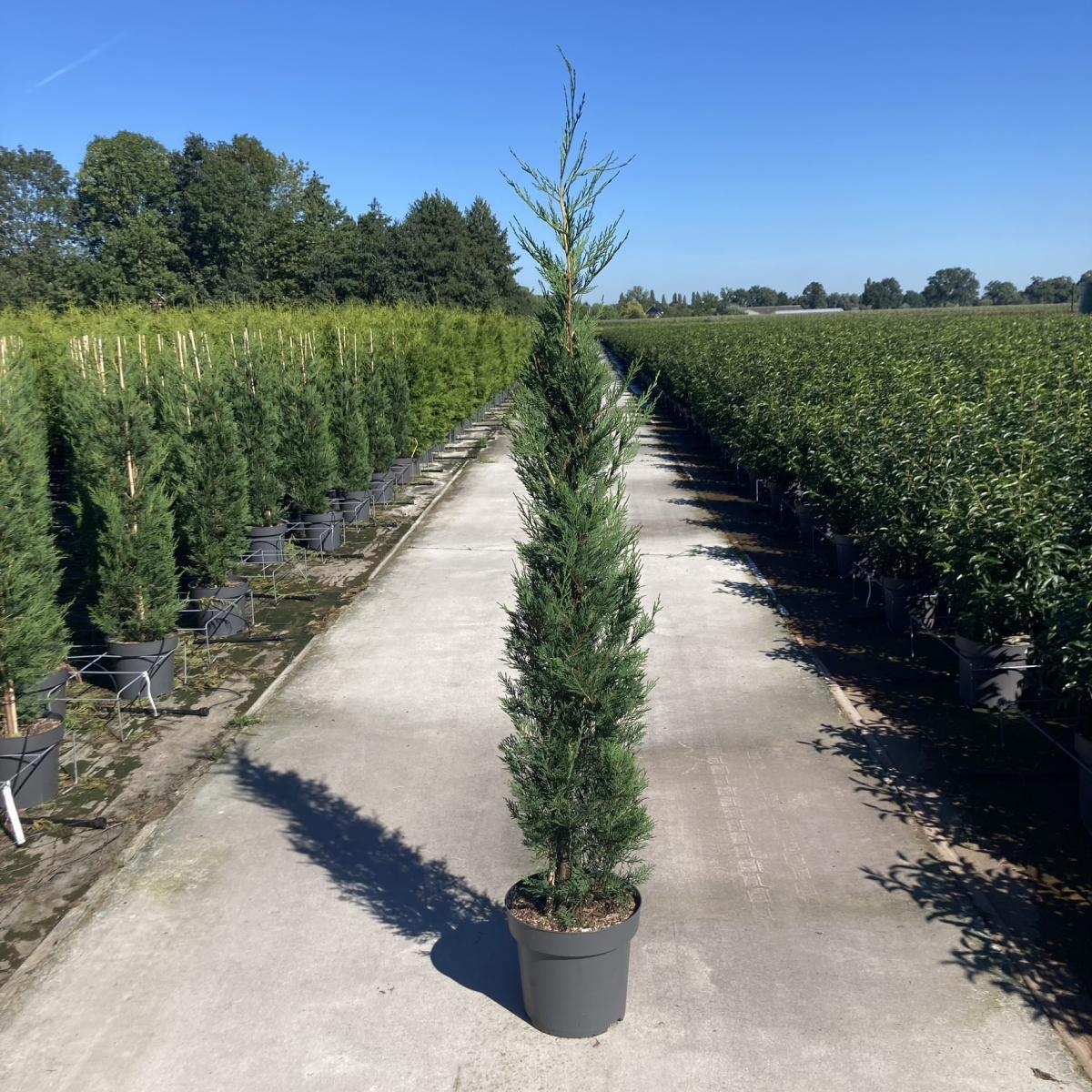 Cupressocyparis l. 'Tweeduizendéén', D 32