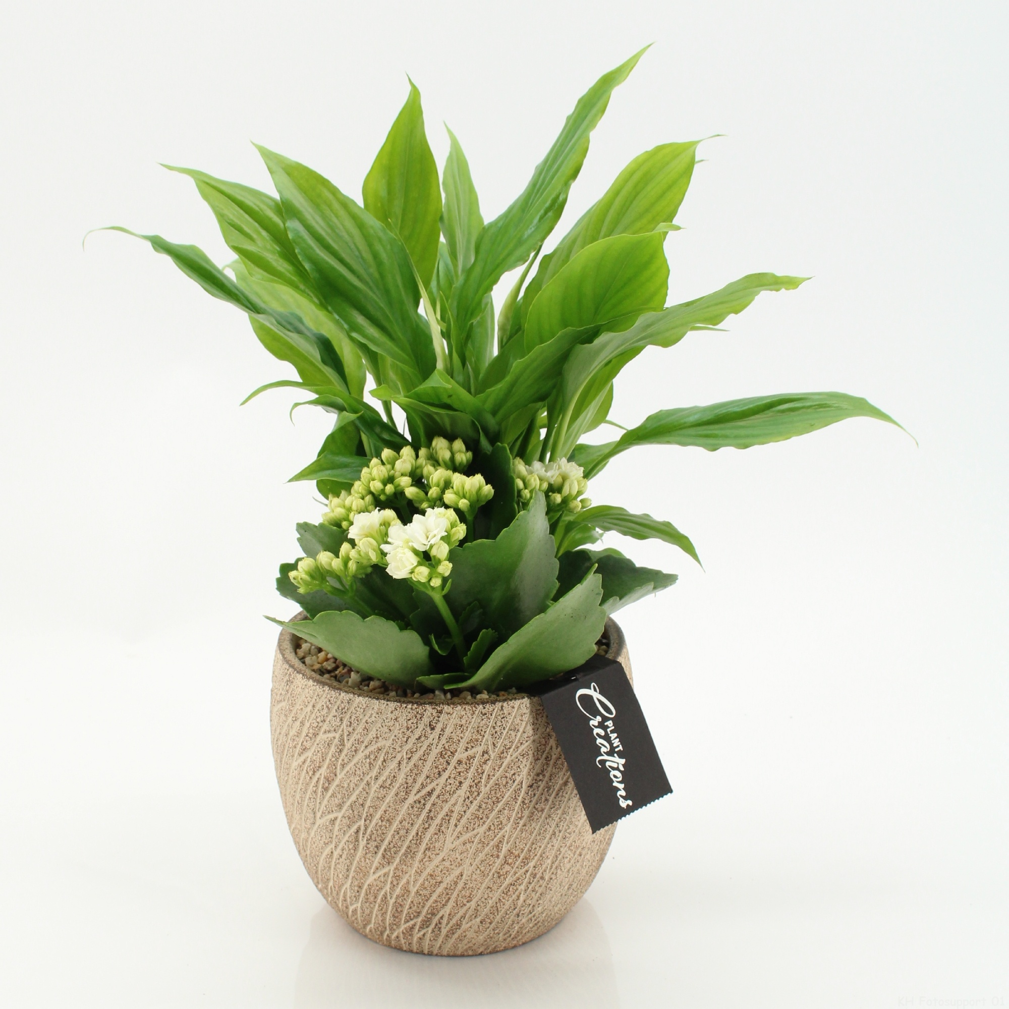 RECR-2611 Rentree, D 14