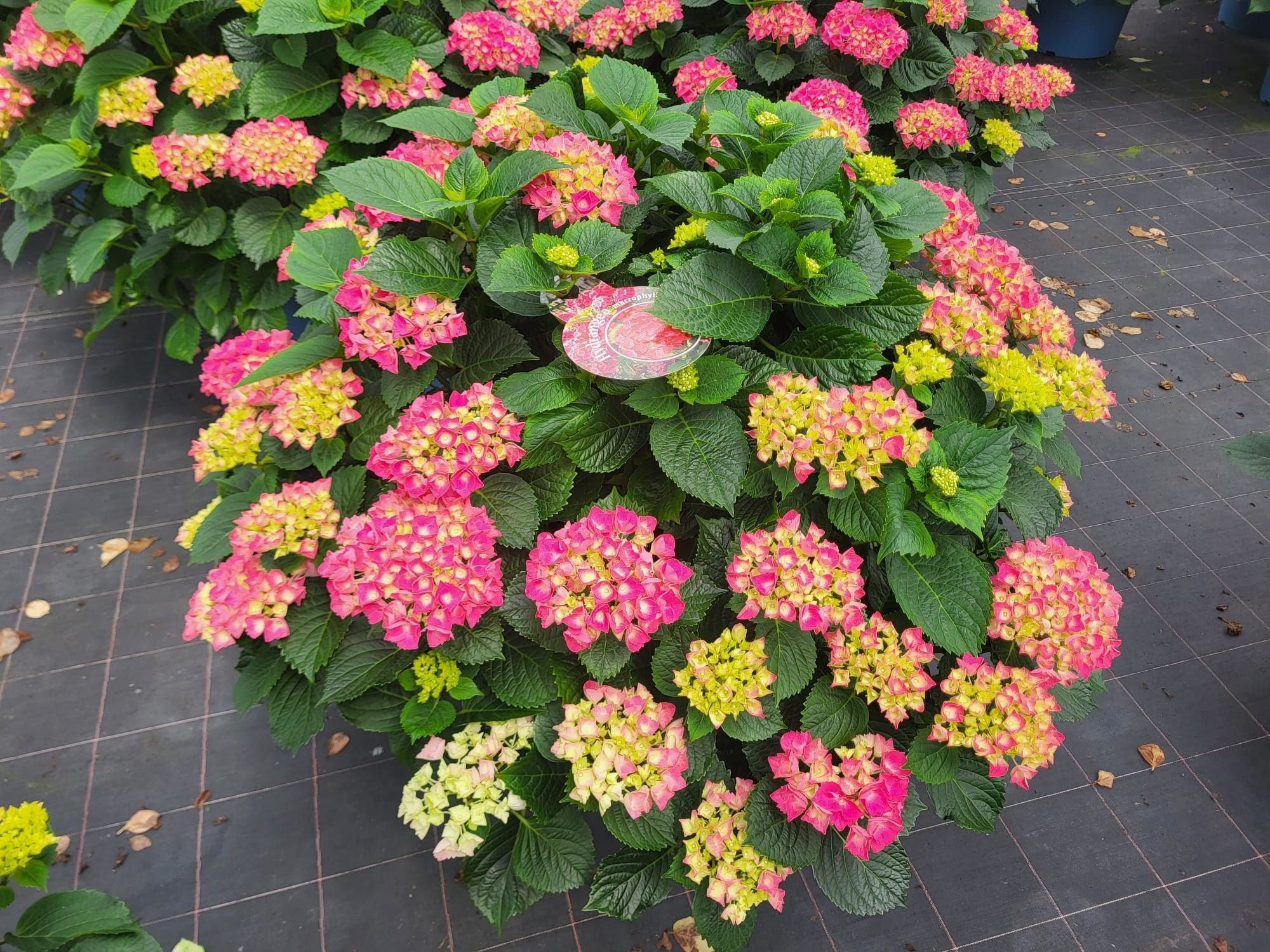 Hydrangea red Baron 45cm, D 45