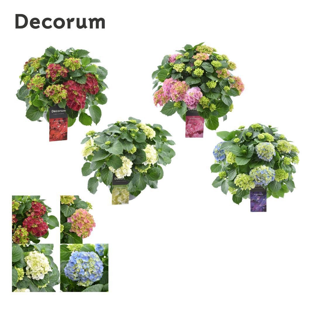 Hydrangea schaal diverse kleuren per kar (Decorum), D 30