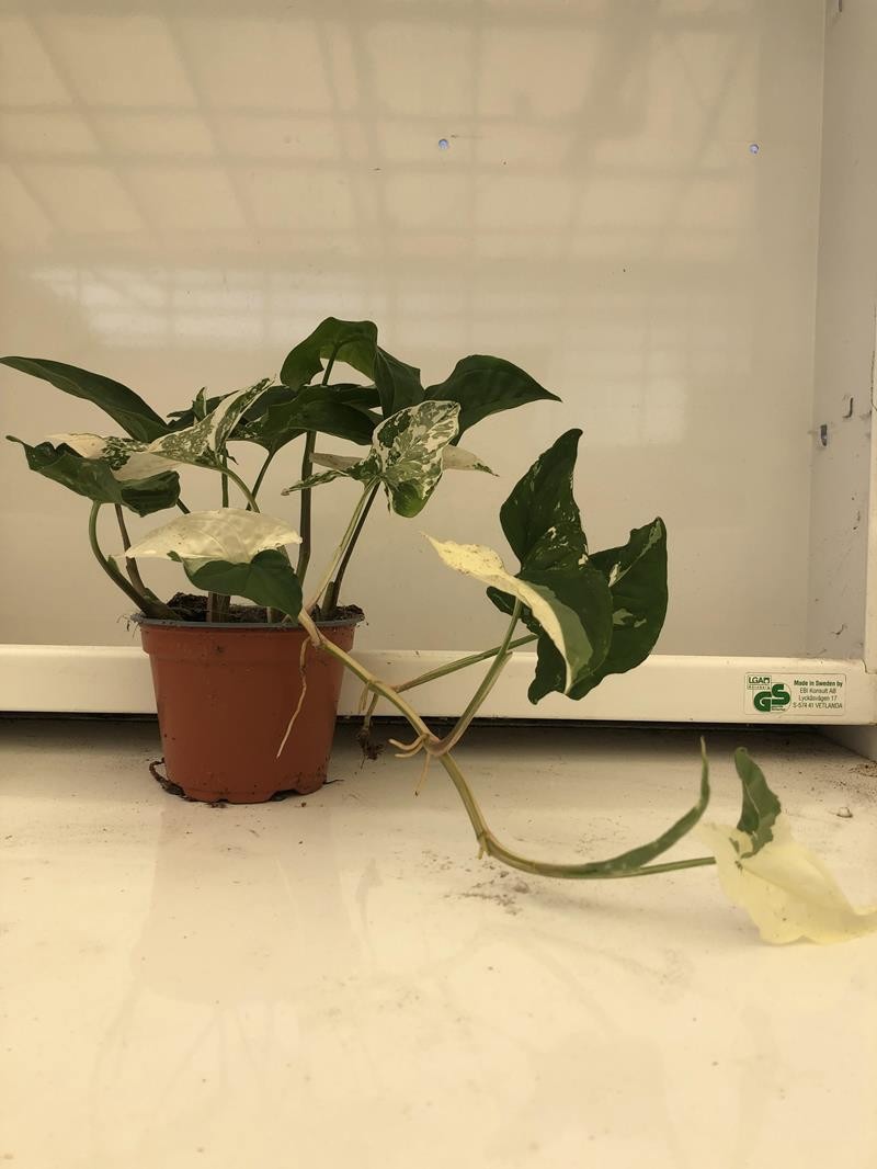 SYNGONIUM PODOPHYLLUM 'VARIGATA ALBO', D 12