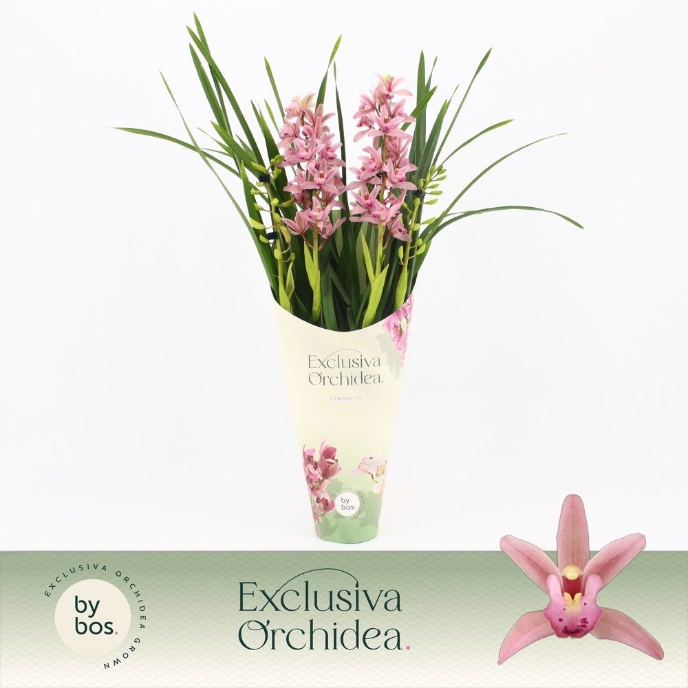 Cymbidium, Pinky 4-spike 'Exclusiva Orchidea' Potcover, D 12