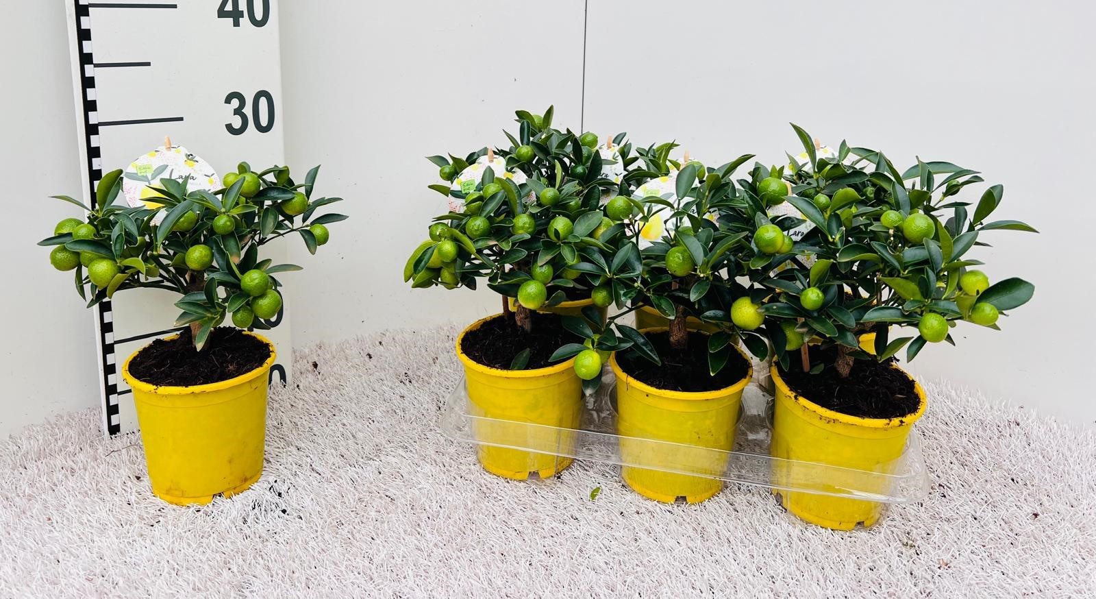 Citrus eustis Limonella mini-stem, D 12