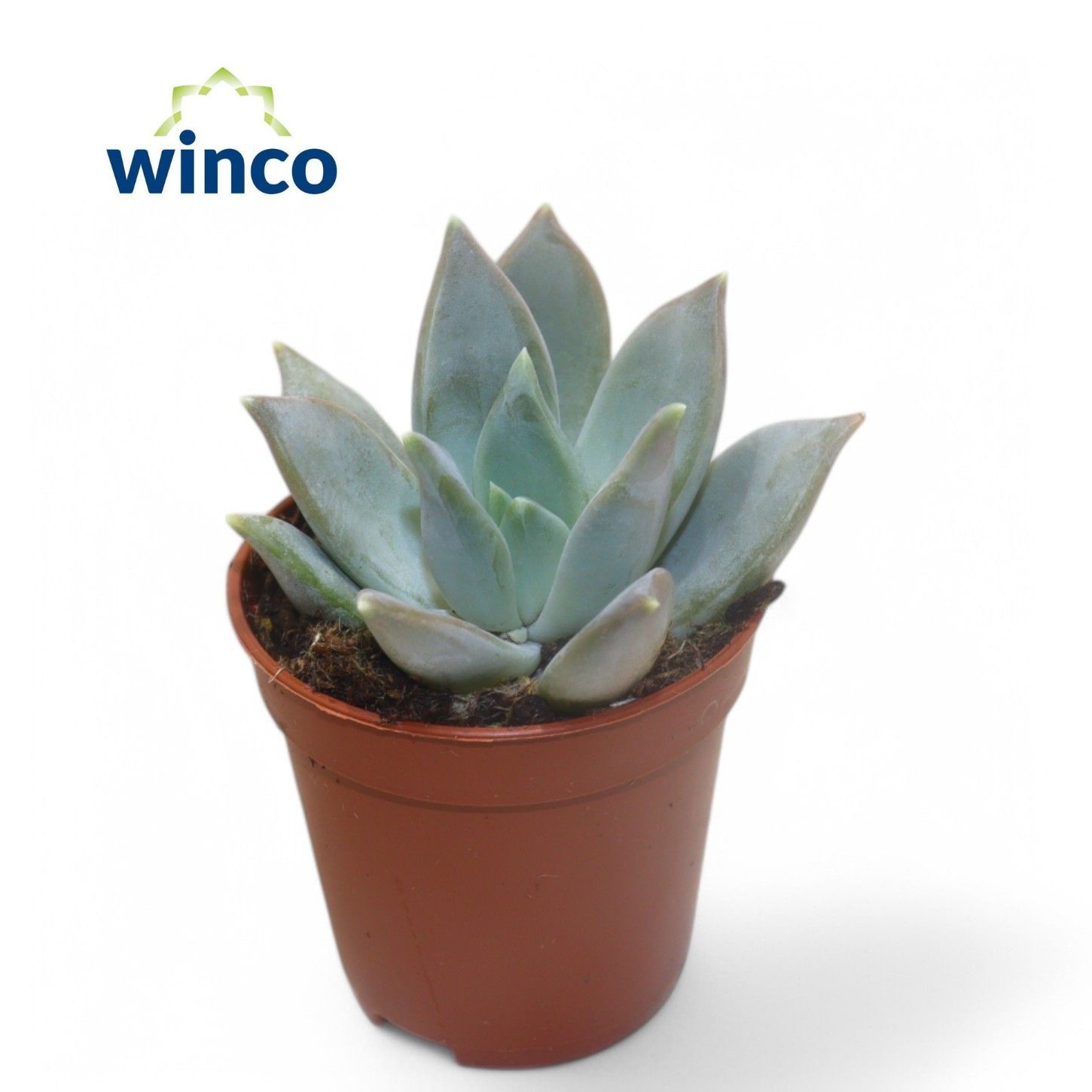 Echeveria Silver Queen, D 5,5