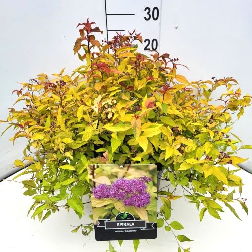 Spiraea jap. 'Goldflame', D 28