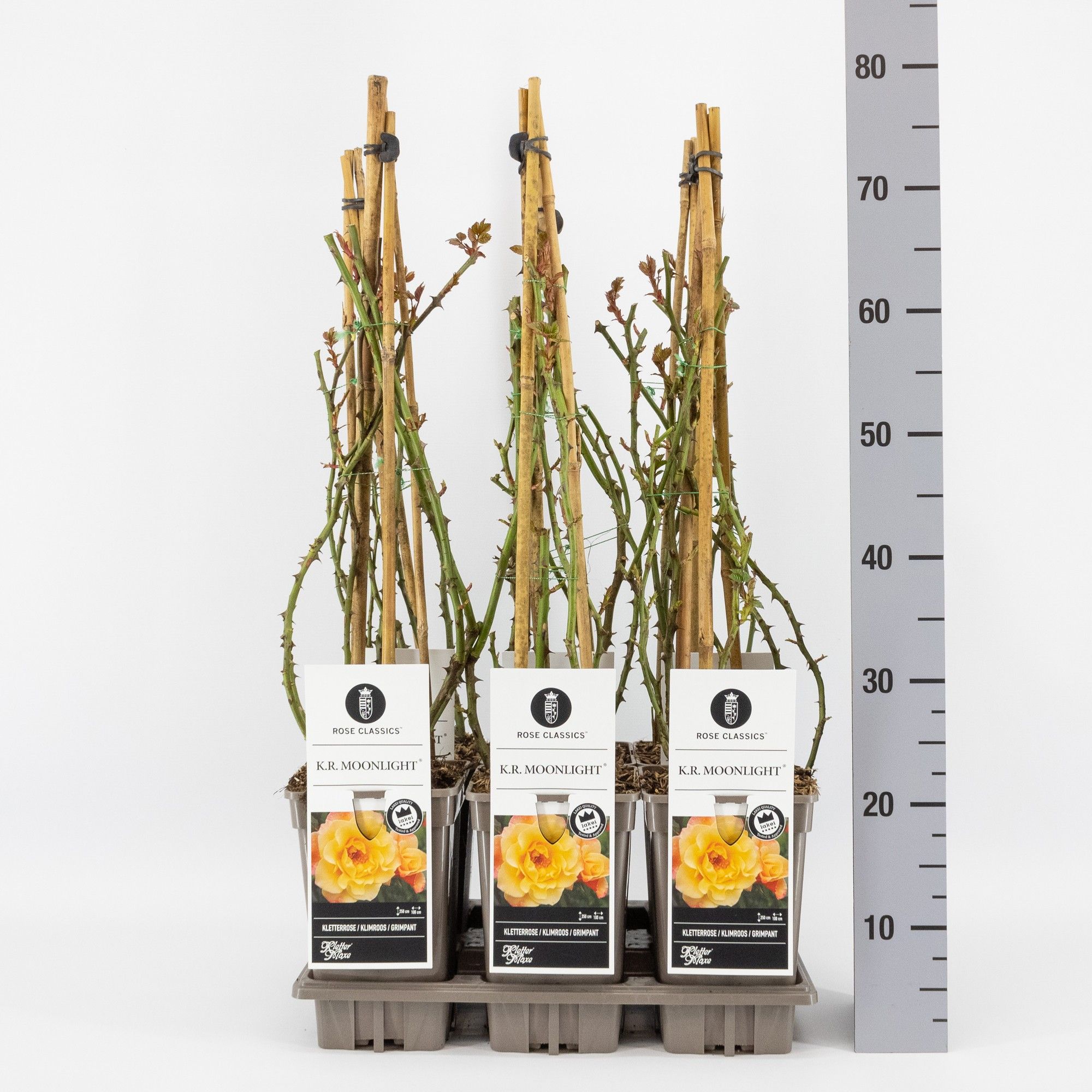 Rosa (K) Moonlight ®, C3, 3 stok 75cm, D 17