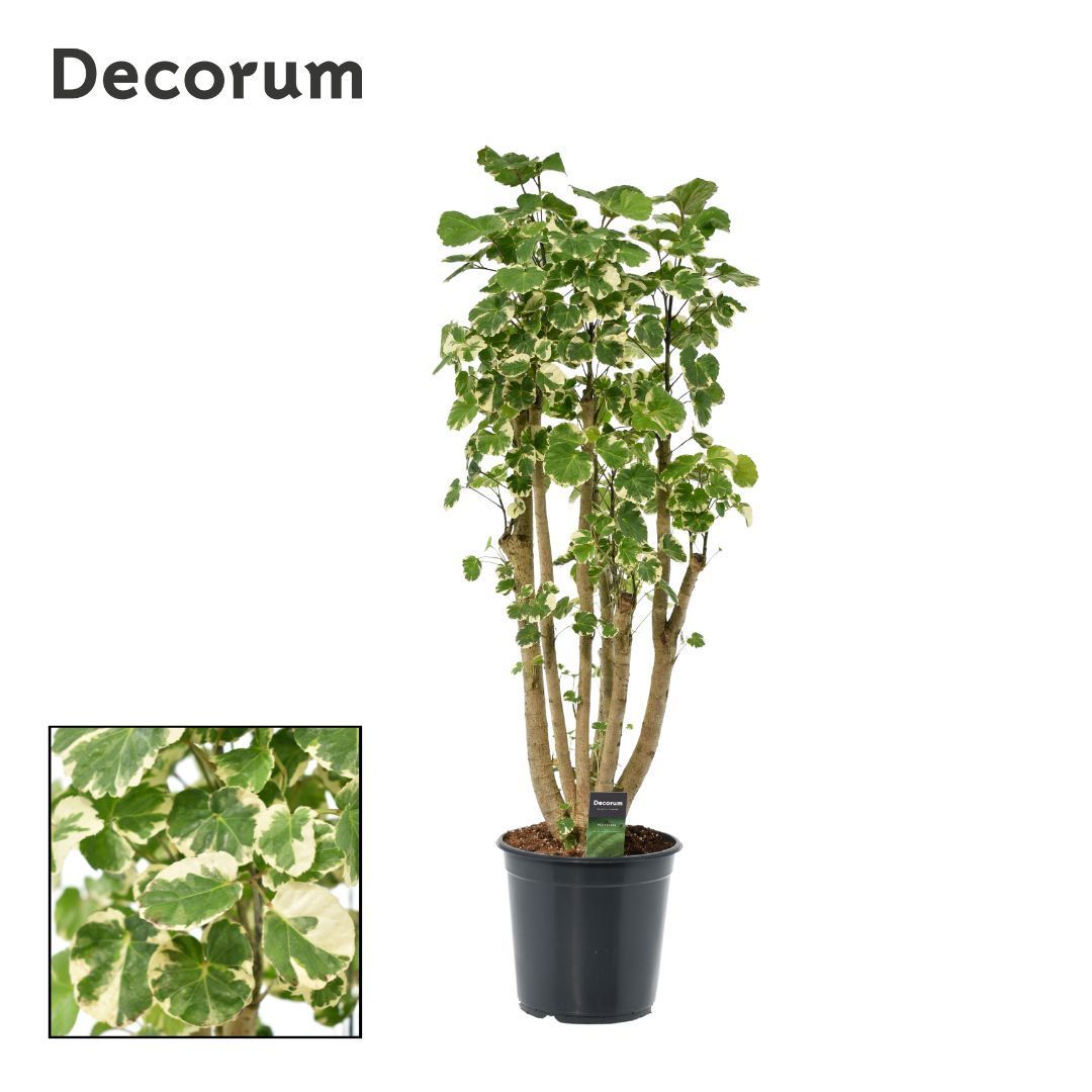 Polyscias Balfouriana vertakt (Decorum), D 24 cm