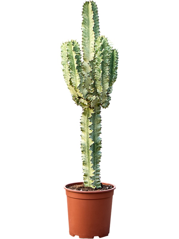 Euphorbia erytrea 'Variegata', D 27